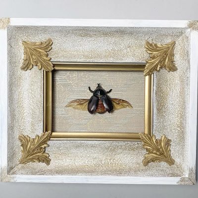 escarabajo xilotrupes gideon