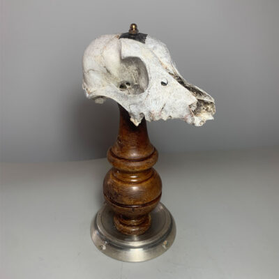 craneo de perro real hueso pedestal decoracion